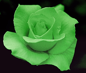 Róża, Jasnozielona