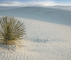 Pustynia, Stan Nowy Meksyk, Stany Zjednoczone, Roślina, Piaski, Białe, Wydmy, Park Narodowy White Sands