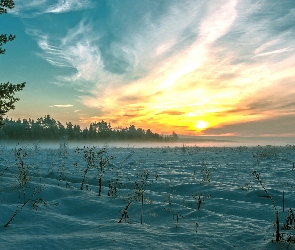 Las, Mgła, Zima, Pole, Śnieg, Drzewa, Zachód słońca, Rośliny