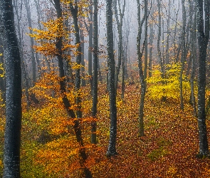 Las, Liście, Krzewy, Drzewa, Jesień