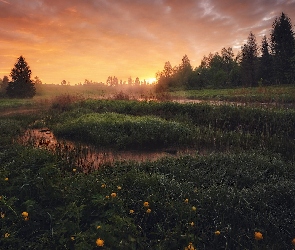 Wschód słońca, Łąka, Drzewa, Trawa, Rzeka