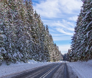 Zima, Drzewa, Śnieg, Las, Droga