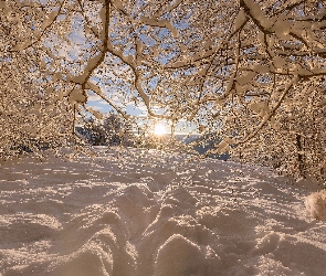 Śnieg, Zima, Pies, Drzewa, Ośnieżone, Gałęzie, Promienie słońca