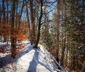 Drzewa, Skarpa, Śnieg, Las