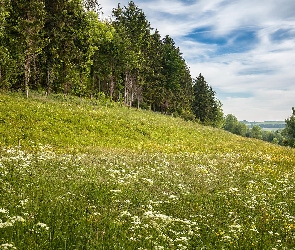 Łąka, Wzgórze, Las, Drzewa, Kwiaty