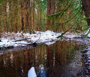 Śnieg, Rozlewisko, Las, Drzewa