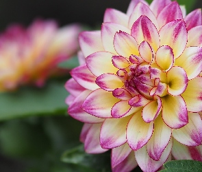 Dalia, Zbliżenie