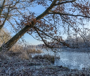 Rzeka, Zima, Oszronione, Trawy, Drzewa