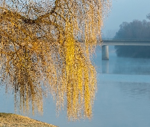 Drzewo, Most, Rzeka, Wierzba płacząca