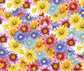 Kolorowe, Grafika 2D, Stokrotki, Kwiaty
