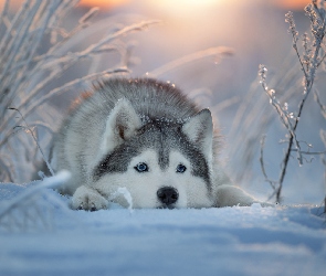 Zima, Mordka, Pies, Siberian husky, Śnieg
