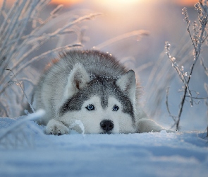 Śnieg, Mordka, Siberian husky, Pies, Zima