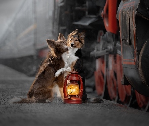Psy, Pociąg, Lampa, Border collie, Dwa