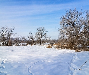 Krzewy, Ślady, Śnieg, Drzewa, Zima