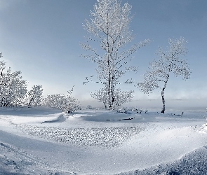Śnieg, Drzewa, Zima, Krzewy