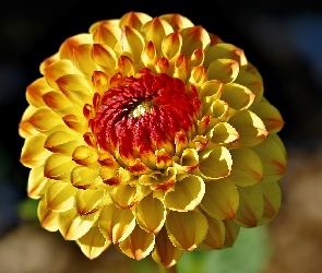 Dalia, Zbliżenie, Żółto-czerwona