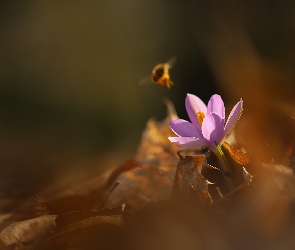 Fioletowy, Liście, Owad, Suche, Krokus