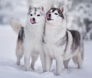 Dwa, Śnieg, Siberian husky, Zima, Psy