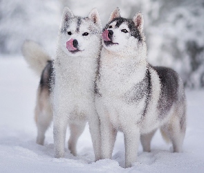 Psy, Śnieg, Zima, Siberian husky, Dwa