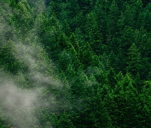Las, Mgła, Drzewa, Wierzchołki