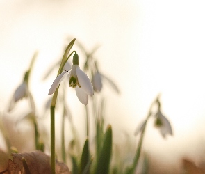 Przebiśniegi, Owad, Białe