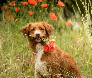 Trawa Retriever z Nowej Szkocji, Maki, Pies, Retriever z Nowej Szkocji