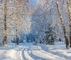 Zima, Droga, Śnieg, Drzewa