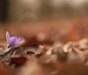 Rozwinięty, Liście, Suche, Krokus