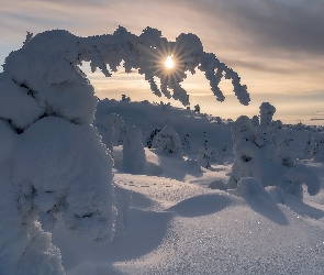 Drzewa, Zaspy, Promienie słońca, Śnieg, Zima