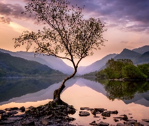 Llyn Padarn, Walia, Wielka Brytania, Kamienie, Góry, Park Narodowy Snowdonia, Drzewo, Jezioro