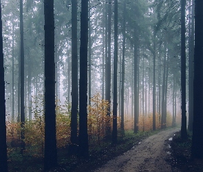 Drzewa, Ścieżka, Mgła, Las