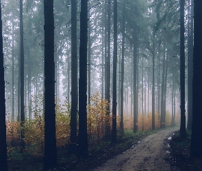 Ścieżka, Mgła, Drzewa, Las