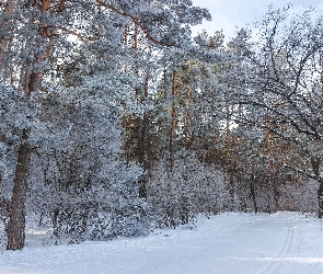 Zaśnieżona, Sosny, Las, Droga, Drzewa, Zima, Oszronione