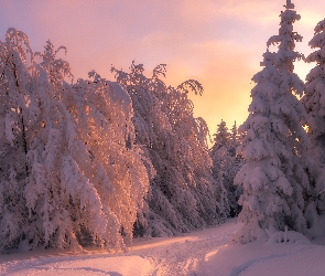 Zima, Drzewa, Zachód słońca, Ośnieżone, Śnieg