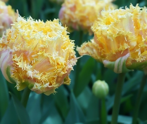 Tulipany, Żółte, Strzępiaste