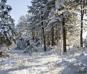 Zima, Śnieg, Słońce, Ośnieżone, Drzewa, Las