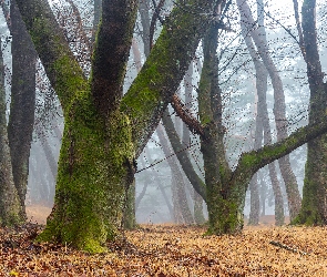 Mgła, Omszałe, Las, Drzewa