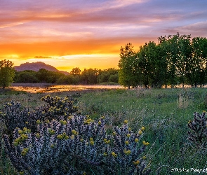 Trawa, Drzewa, Góra, Stany Zjednoczone, Prescott, Zachód słońca, Arizona, Rośliny