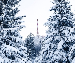 Świerk, Zima, Drzewa, Wieża, Śnieg