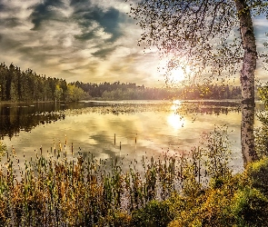 Las, Trawa, Jezioro, Brzoza, Odbicie, Drzewa, Zachód słońca, Chmury