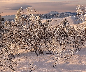 Góry, Krzewy, Drzewa, Ośnieżone, Zima
