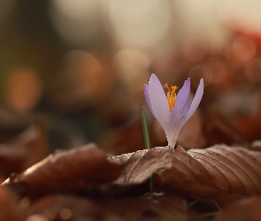 Liliowy, Zbliżenie, Suche, Liście, Krokus