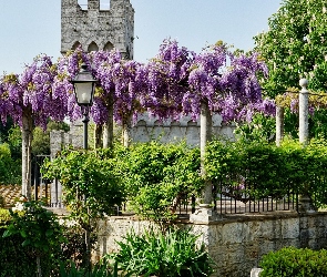 Wieża, Ogród, Latarnia, Kwiaty, Glicynia, Drzewa, Fioletowe