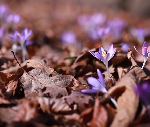 Liście, Suche, Liliowe, Krokusy