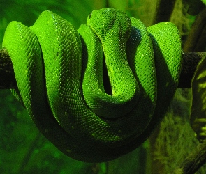 Wąż, Gałąź, Zielony