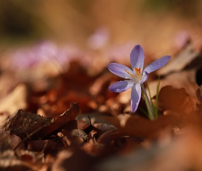 Rozwinięty, Liście, Krokus, Suche, Liliowy