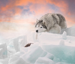 Pies, Zima, Śnieg, Bryły, Siberian husky