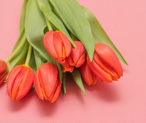 Tulipany, Tło, Różowe, Bukiet, Czerwone