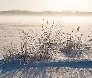 Zima, Trawa, Pole, Mgła, Las