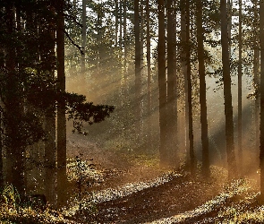 Las sosnowy, Przebijające światło, Sosny, Droga, Drzewa